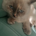 benibiroanlar avatar