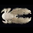 benjaminsapiens avatar