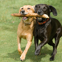 benjaminvasquez avatar