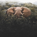 benkahverengiseverim avatar