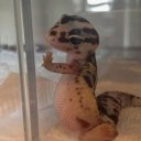 benoitblancbignaturals avatar