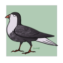berd-nerd avatar