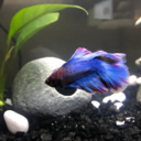 bernardthebetta avatar