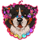 bernese-mountain-dyke avatar