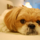 bernicetheshoeaddict avatar