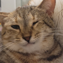 bernieandtabi avatar