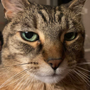 berryawkward16 avatar