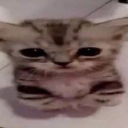 berrybi-archived avatar