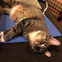 berrybookgremlin avatar