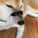 berrymansgirl avatar