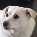 berrytiredblue avatar