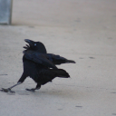 berthtwentytwo avatar