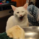 bertie-the-bard avatar