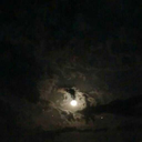 besiktaslikarakartal avatar