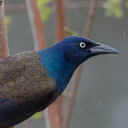 bespectacled-grackle avatar