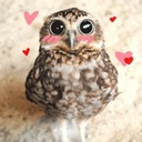 bespectacledowl avatar