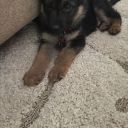 best-little-shepherd avatar