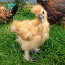 best-of-beaks avatar