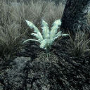 bestfictionalplant avatar