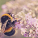 bethanthebumblebee avatar