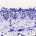 bethiniancorpuscle avatar