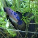 betta-boys avatar