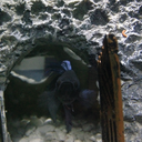 betta-care-blog avatar