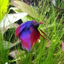 betta-plant-a-splendid-tank avatar