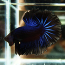 betta-splendens avatar