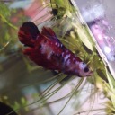 bettablogger97 avatar