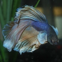 bettaesthetic avatar