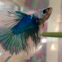 bettaquarius-blog avatar