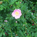 better-tea-leaf-it avatar