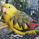 betternightengaletwin avatar