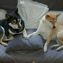 betterthandreaming avatar