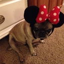 bettythepug-blog-blog avatar