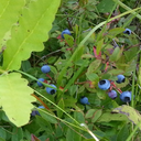 between-a-and-b avatar