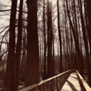 betweengardens avatar