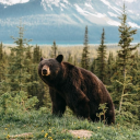 beware-the-blackbear avatar