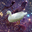 bewareofquantumducks avatar