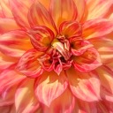 bewilderingcoffeebeans avatar