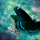 bewitched-butterfly avatar