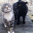 beyoncesgrandchild avatar