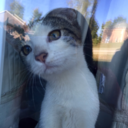 beyond-reproach avatar