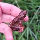 beyondthelightning avatar