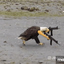 bhadgal-tahtii avatar