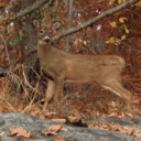 bi-disaster-kit avatar