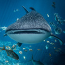 bi-whaleshark avatar