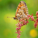 biaalves10-blog1 avatar