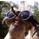 biazedkrazeking avatar